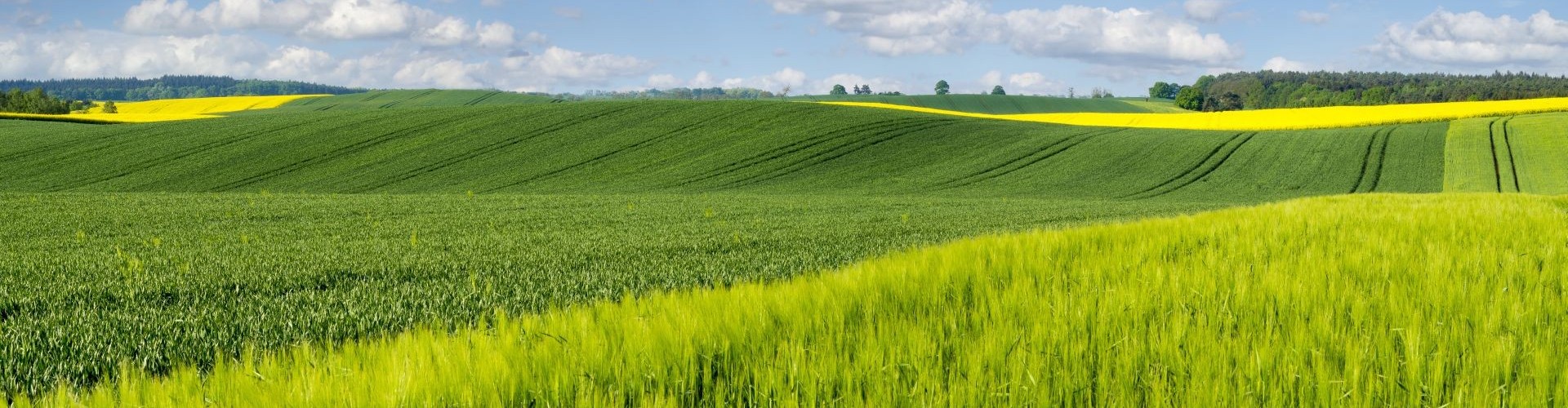 Feld
